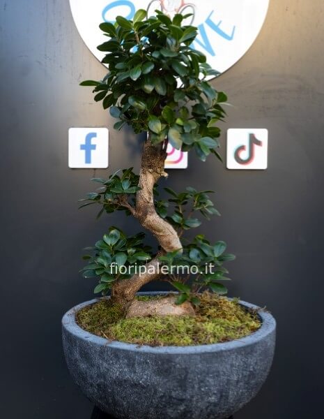 bonsai ginseng 100 cm con vaso ceramica