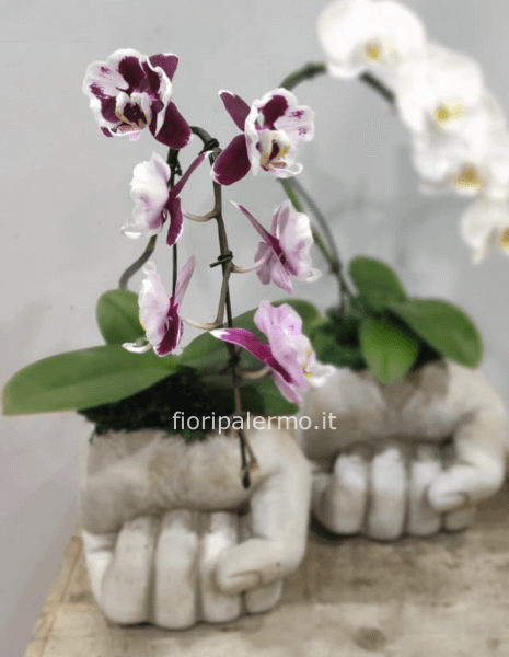 La mano e l'orchidea bonsai