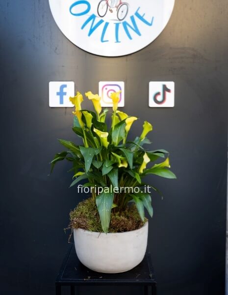 vaso ceramica moderno con pianta di calla