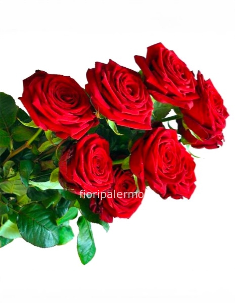 9 rose rosse top quality