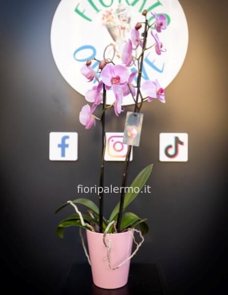 orchidea con vaso ceramica