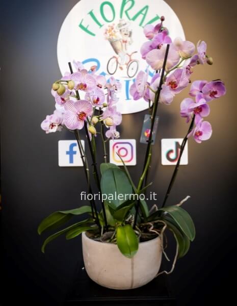 2 orchidee con vaso ceramica