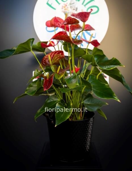 Pianta di anthurium con vaso varie colorazioni