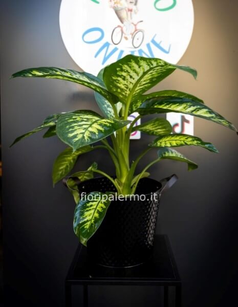 Pianta Dieffenbachia Tropical con vaso varie colorazioni