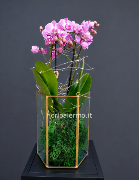 Orchidea bonsai con lanterna di vetro e luce led